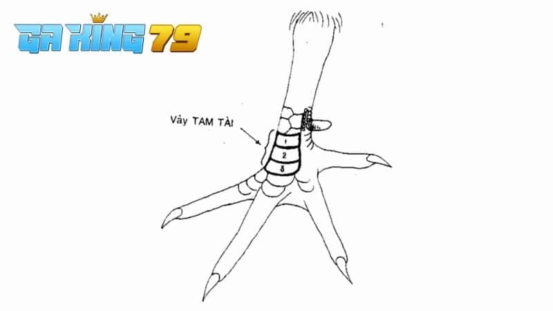 Cách nhận biết gà vảy tam tài qua hình dạng, vị trí mọc vảy và số lượng vảy