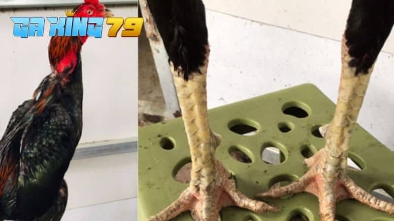 Cặp chân của gà Tía
