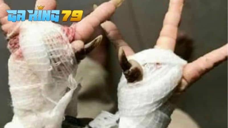 Điều trị gà khi bị ké chậu bằng cách mổ lấy ké