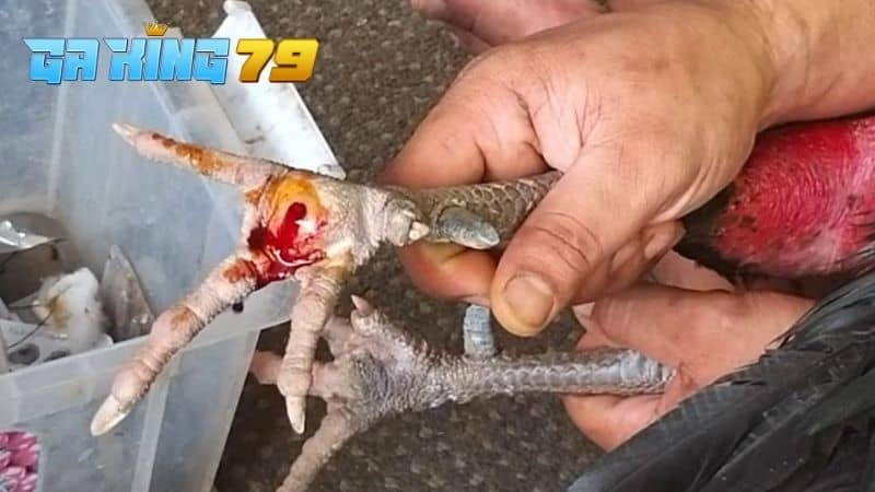 Gà bị ké chậu là hiện tượng viêm nhiễm nặng ở chân gà