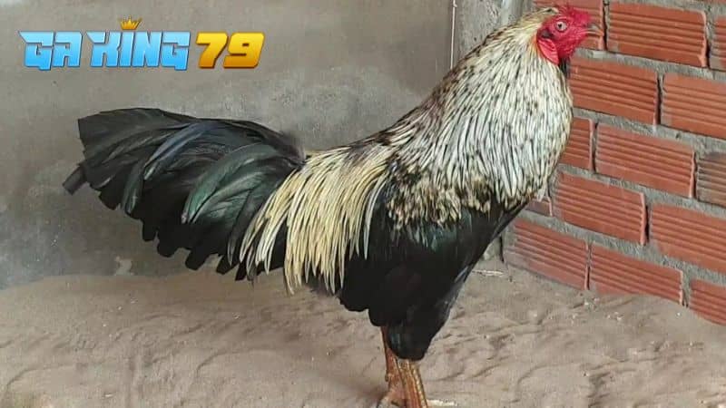 Gà chuối hiệu trong trại gà Phúc Bình Dương