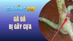 Gà đá bị gãy cựa