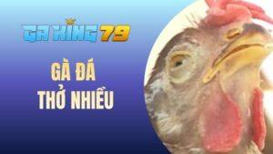 Gà đá thở nhiều