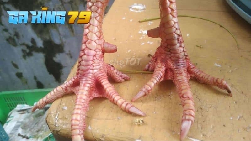 Gà Tía sở hữu chân trắng