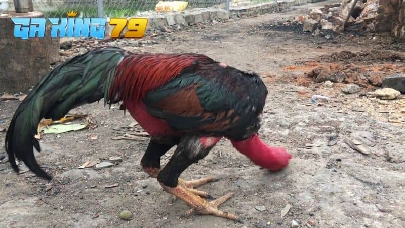 Gà Tía sở hữu chân vàng