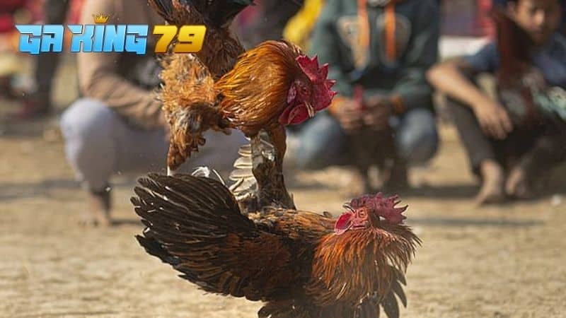 Giai đoạn vần gà là từ 6 tháng tuổi đến 12 tháng tuổi