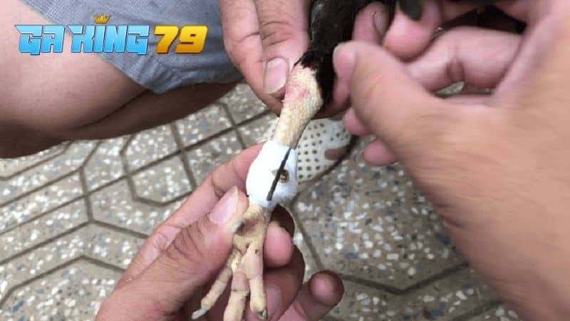 Làm sạch và băng bó cựa gà bị gãy