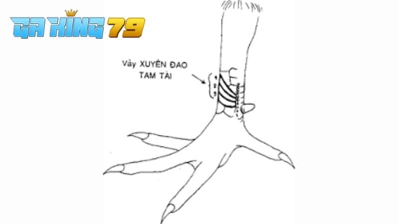 Vảy tam tài xuyên đao là gà có vảy nhỏ và xếp liền mạch nhau