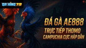 Đá Gà Trực Tuyến Tại AE888