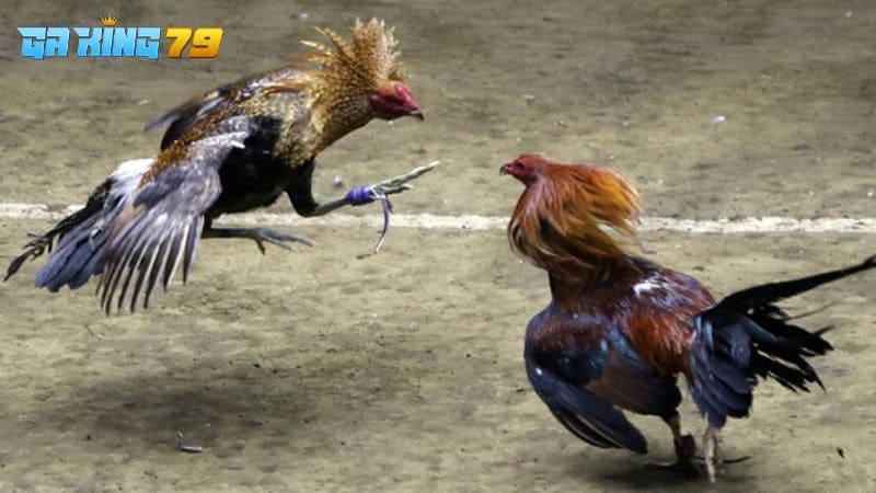 Phát sóng trực tiếp đá gà với hình ảnh cực sắc nét