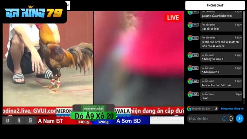 Phát sóng trực tiếp với hình ảnh sắc nét