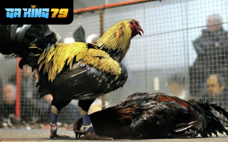 ALO789 đưa ra mức cược cạnh tranh với thị trường