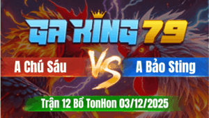 Trận 12 TonHon 03/12/2025 - Gà Idol Bảo Sting Đá Canh Chặn Quá Khôn Khéo