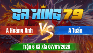 Trận 6 Xà Xía 07/01/2026 - Gà Của Hoàng Anh Đâm Đối Thủ Không Kịp Né